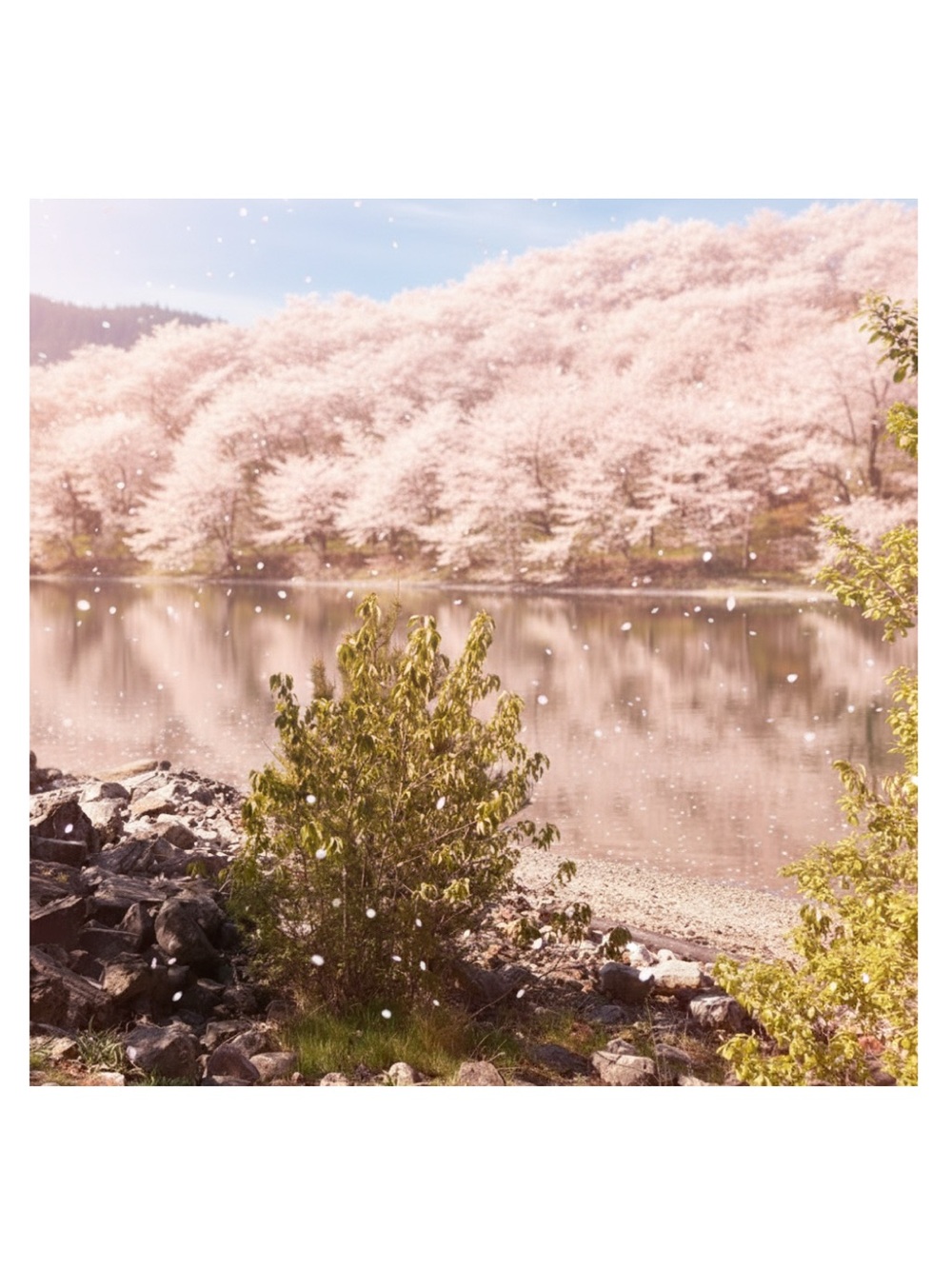 Cherry Blossom Lakeside Wall Art Print - Pink Scenic Home Art